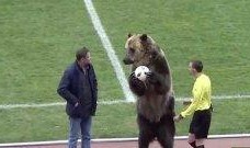 俄罗斯棕熊爆料视频,野外生存与生态平衡的震撼纪实