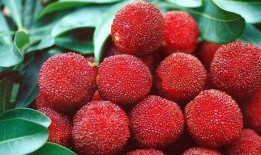 大强杨梅爆料视频,揭秘杨梅产业的秘密与真相